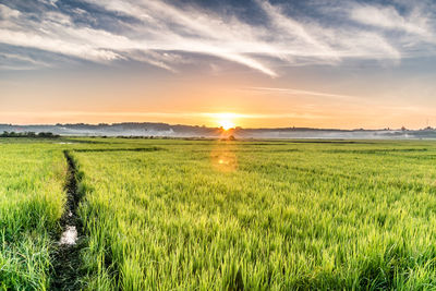 Scenic view of field against sky during sunset