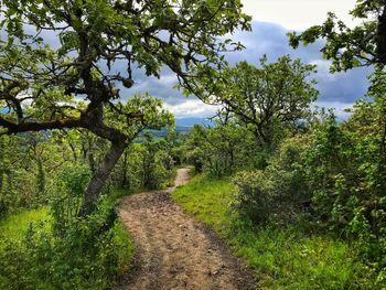 Dirt road amidst plants and trees against sky