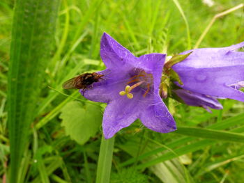 Close-up of purple flowers blooming