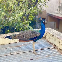 Peacock on a wall