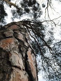 Low angle view of trees against sky