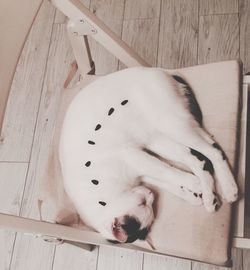 Cat sleeping on couch