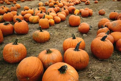 Full frame shot of pumpkins