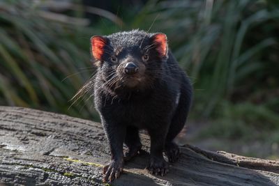 Portrait of black dog standing on wood