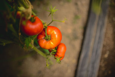 Close-up of tomatoes