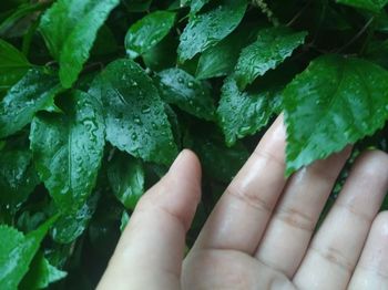 Close-up of hand holding leaves