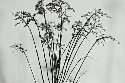 Low angle view of flowering plant against clear sky