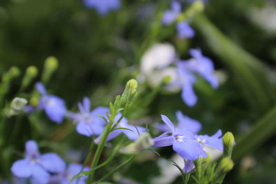 Close-up of purple flowers blooming outdoors