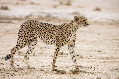 View of a cat on land