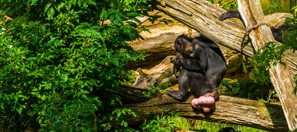 Monkey sitting on tree branch