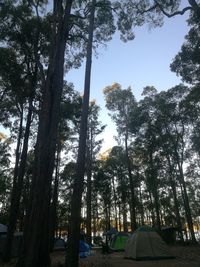 Low angle view of trees in forest against sky