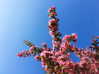 Low angle view of cherry blossom against clear blue sky