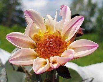 Close-up of pink flower