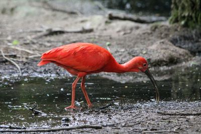 Close-up of a bird drinking water