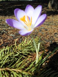 Close-up of purple flowers blooming in field