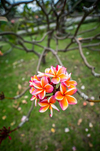 Close-up of flower blooming on tree