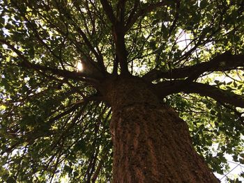 Low angle view of tree