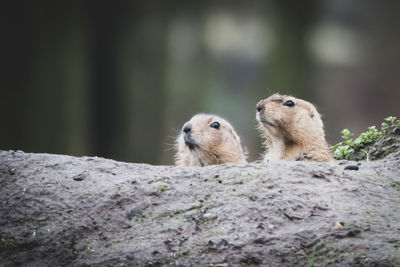 Close-up of sheep on rock