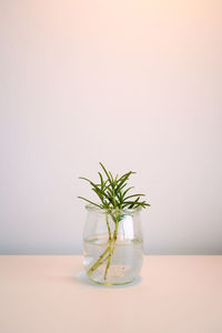 Rosemary in the small vase