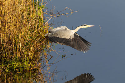 Bird flying over lake