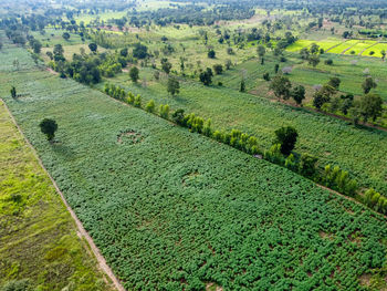 Scenic view of agricultural field