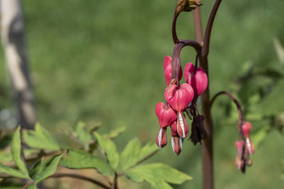 Close-up of pink flowering plant