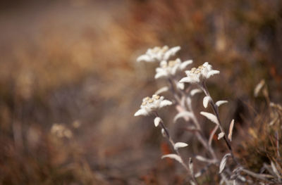 Close-up of flowers against blurred background