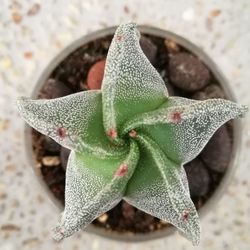 High angle view of prickly pear cactus