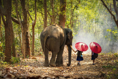 Community life. school children andelephants. student little asian are raising elephants, thailand.