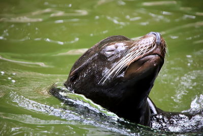 Close-up of sea lion swimming in lake