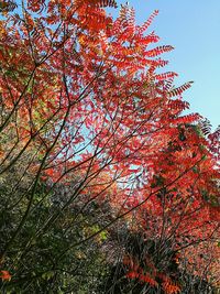 Low angle view of tree against sky during autumn