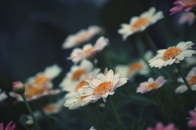 Close-up of white flowers