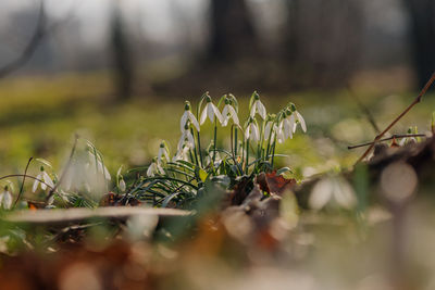 Close-up of flowering plants on field