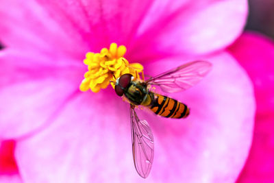 Close-up of insect on pink flower