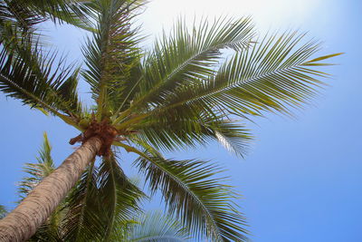 Low angle view of palm tree against clear blue sky