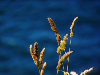 Close-up of plant against blurred background