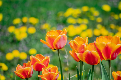 Close-up of orange tulips on field