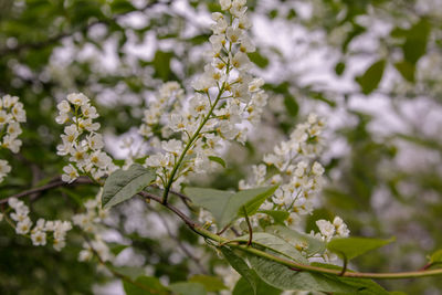 Close-up of white flowering plant