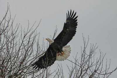 Low angle view of eagle flying against sky