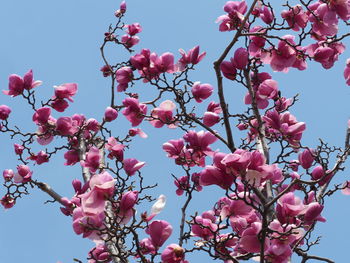 Low angle view of pink cherry blossoms in spring