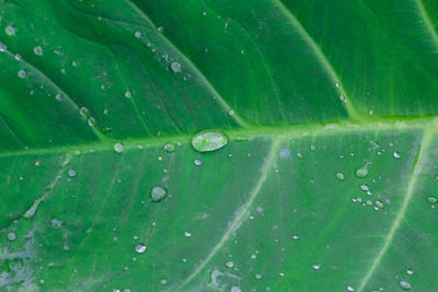 Close-up of raindrops on green leaves