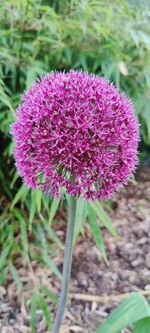 Close-up of pink flowering plant on field