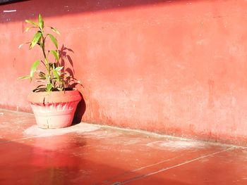 Potted plant against wall