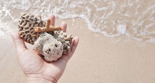 Death coral on hand with beach background.