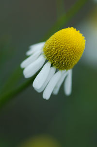Close-up of white flower