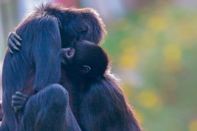 Spider monkeys cuddling in forest