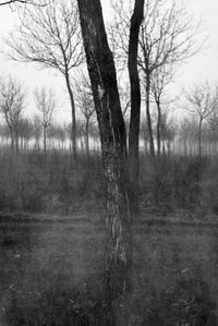 Bare trees on landscape against sky