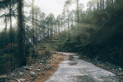 Footpath amidst trees in forest