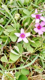 Close-up of pink flowers