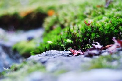 Close-up of lichen on moss